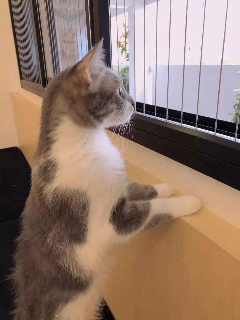 invisible grill for cats in Bangalore