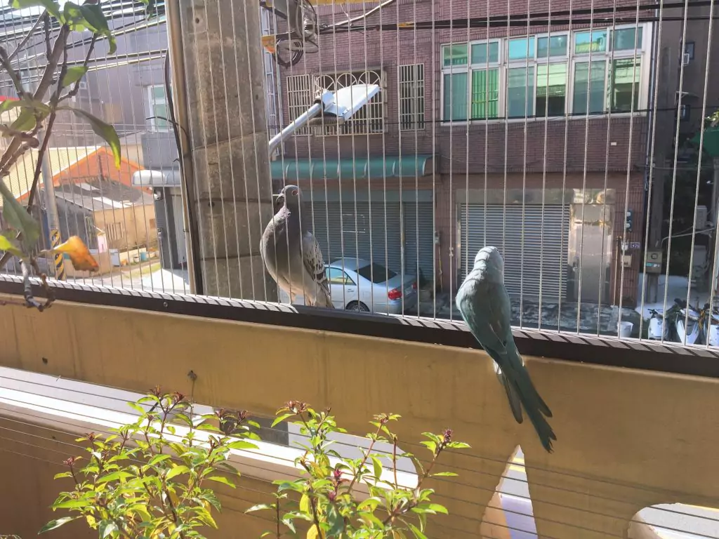 invisible grills for pigeon safety in Bangalore